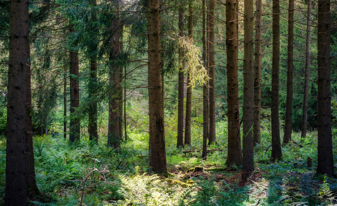 8 gode grunde til at opholde sig i naturen